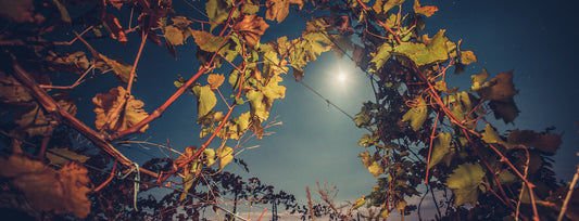A vineyard at night with the moon visible behind the vines