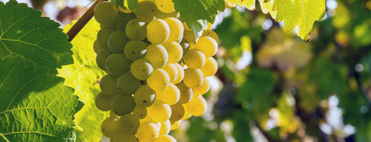 Pinot Grigio ...or is it?