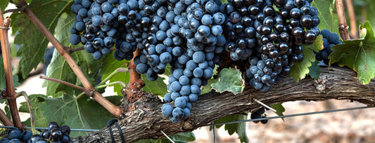 Celebrate Tempranillo Day with Sierra Cantabria