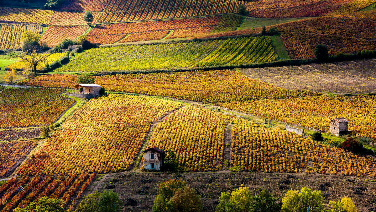 The Beaujolais – A forgotten gem? – Gerrard Seel