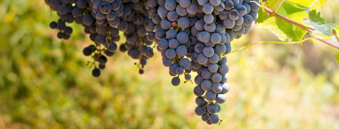 World Malbec Day: 17th April